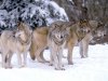 wolfpack.jpg