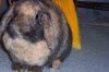 bunny.jpg