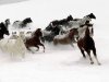 Athena's herd.jpg