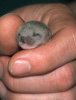 1121-33-baby-weasel-in-hand.jpg.jpg
