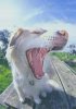 woof.jpg